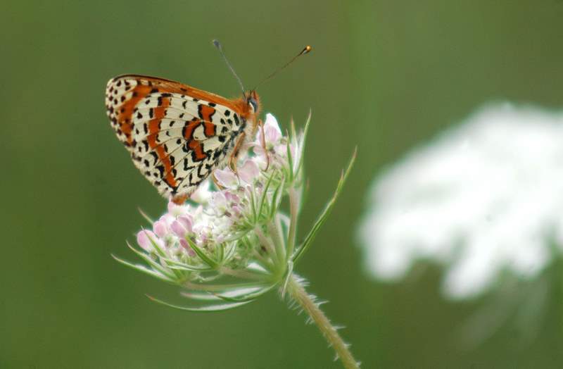 Parnassius apollo